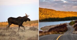a moose and scenic highway at sunset in saskatchewan
