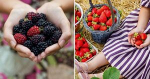 picking blackberries, a girl holding strawberries