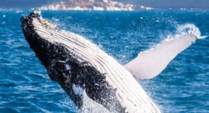 Humpback whale breaching, Hervey Bay