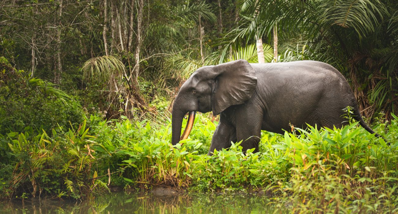 Elefante da floresta africana (pigmeu) no Gabão