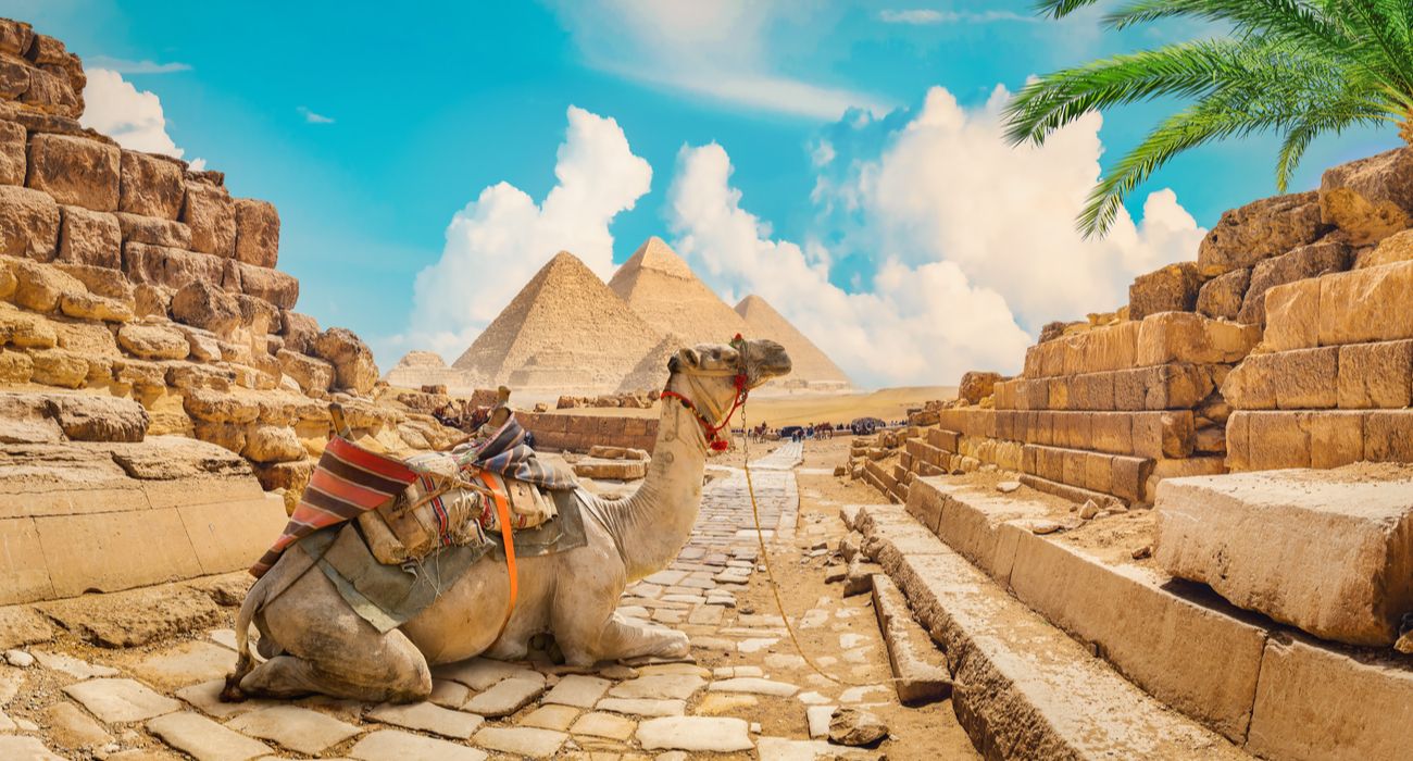 Camelo perto de pirâmides no quente deserto do Egito