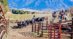 Angus beef cattle being herded into corrals