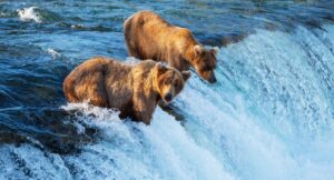 Brown Bears In Alaska