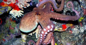 octopus-north-carolina-aquarium-roanoke