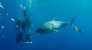 Shark Diving At Guadalupe Island Mexico