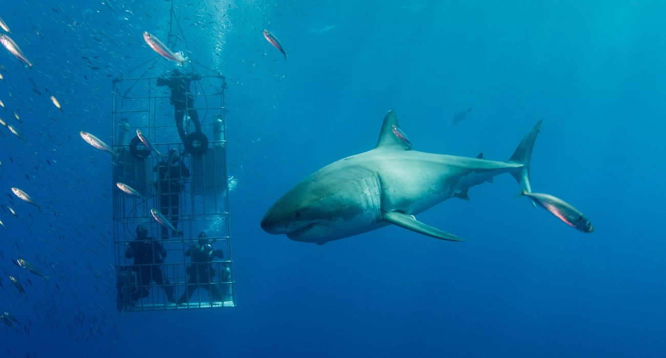 Mergulho com Tubarões na Ilha de Guadalupe no México